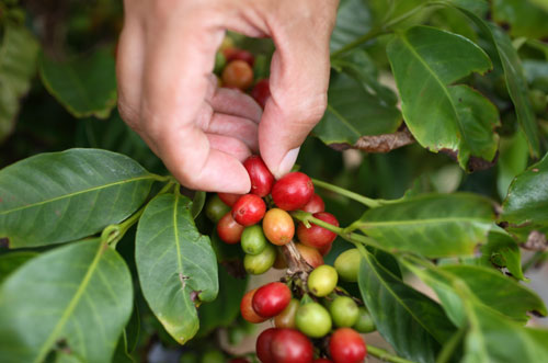 How Coffee Bean are Harvested